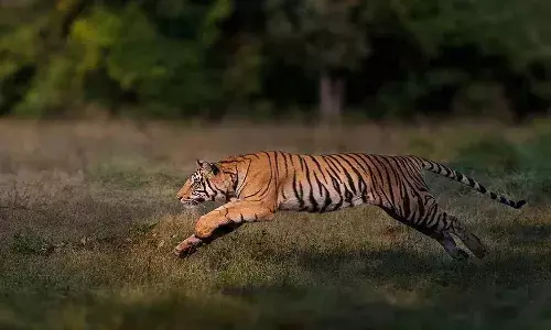 కొమురం భీం జిల్లాలో దారుణం : పెద్దపులి దాడిలో యువకుడు మృతి