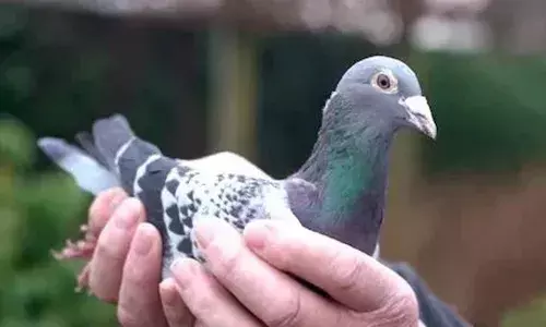 ఈ పావురం ధ‌ర వింటే ఆశ్చ‌ర్య పోవ‌డం మీ వంతు..?