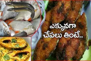 చేపలు ఎక్కువగా తింటే ఎలాంటి ప్రయోజనాలు.. తెలిస్తే వదలరు చేపలు ఎక్కువగా తింటే ఎలాంటి ప్రయోజనాలు.. తెలిస్తే వదలరు