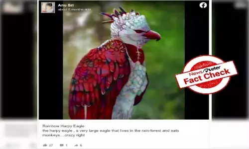 Fact Check : రైన్ బో హార్పీ ఈగల్ పక్షి కనిపించిందా..?