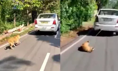 కుక్క విసిగిస్తోందని.. నడి రోడ్డుపై లాక్కెళ్లాడు..