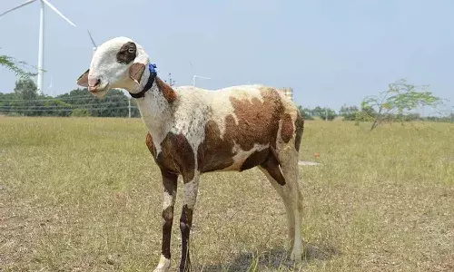 ఈ గొర్రె ధర ఏకంగా 70 లక్షల రూపాయలు.. ఎందుకంత ఖరీదంటే..?