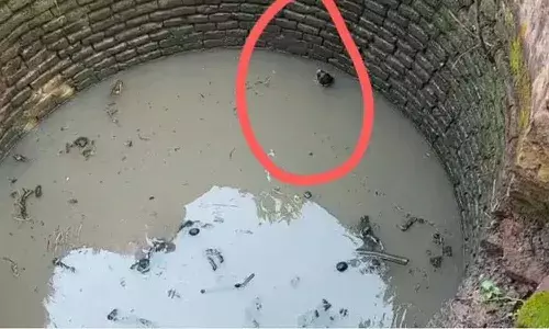 తూర్పుగోదావ‌రి జిల్లాలోని ఓ బావిలో వింత జంతువు గుర్తింపు..!