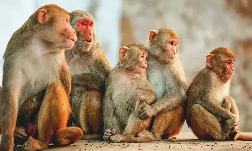 రూ.2.25 కోట్లతో కోతులకు పునరావాస కేంద్రం.. ప్రారంభించిన మంత్రి