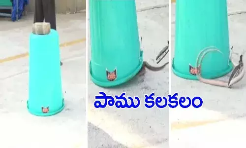 తిరుమలలో పాము కలకలం.. పరుగులు తీసిన భక్తులు