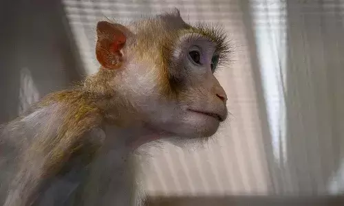 ఒకేరోజు 27 కోతులను చంపేసిన నాసా.. ఆల‌స్యంగా వెలుగులోకి వ‌చ్చిన ఘ‌ట‌న‌