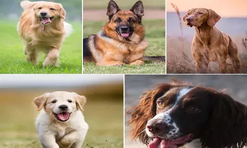 ఏపీలో కుక్కను పెంచుకుంటున్నారా ? అయితే.. వాటికి లైసెన్స్‌లు తీసుకోవాల్సిందే.. జీవో జారీ..!