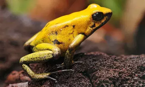 ఎగిరే పచ్చ కప్పు.. ఎప్పుడైనా మీరు చూశారా ?