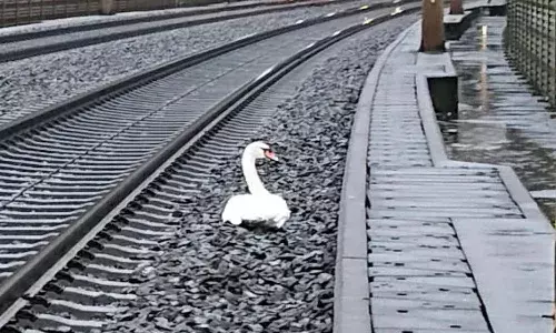 Swans Death On a High Speed Railway Line
