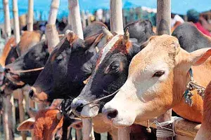 cows cows