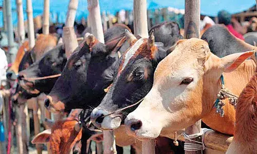cows