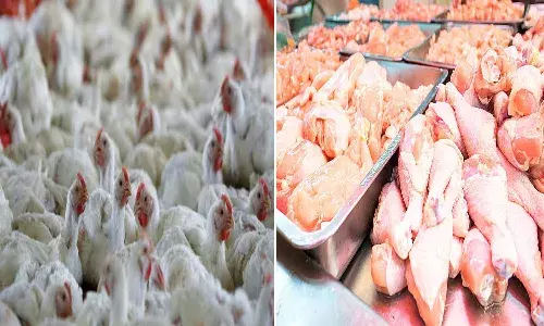chicken prices decreases