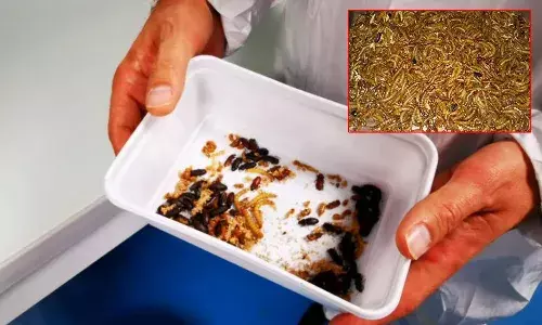 ఇక హ్యాపీగా పురుగుల‌ను తినొచ్చు.. ఫుడ్ బోర్డు అనుమ‌తి ఇచ్చింది