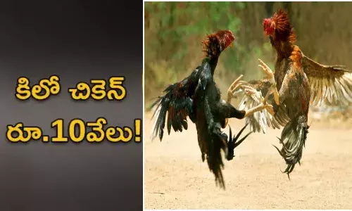 Kosa Chicken full demand in AP