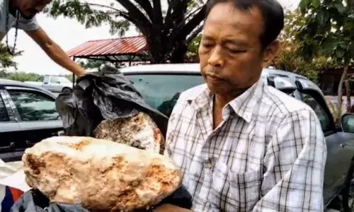 Highest Rate for Whale in Thailand