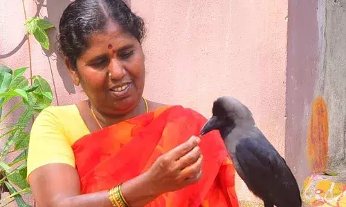 Khammam Woman Love on Crows