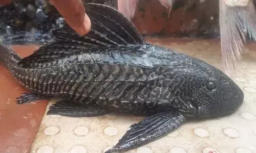 ఎలుక మూతి ఆకారం పోలి ఉన్న అరుదైన చేప.. ఎక్కడంటే?