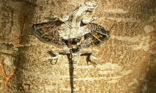 flying Lizard