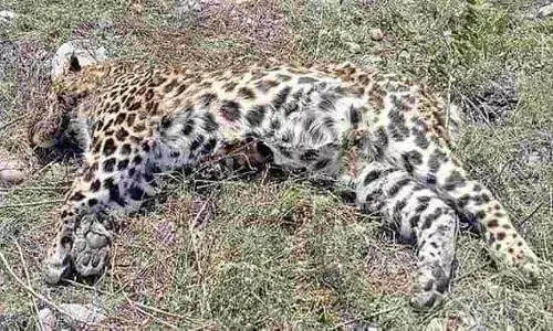 Five held for killing a leopard