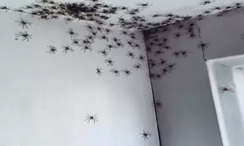 Sydney woman finds multiple spiders in daughters room