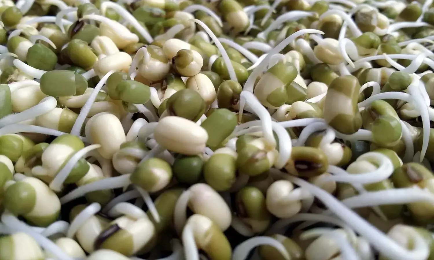 sprouted nuts