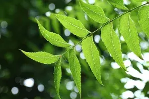 Neem health benefits Neem health benefits