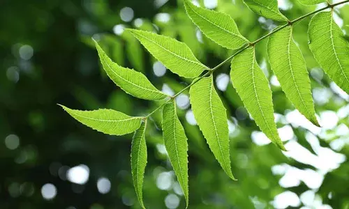 Neem health benefits