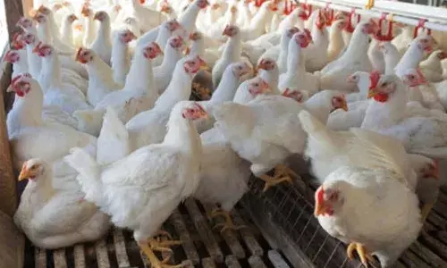 Bird flu outbreak in Vikarabad