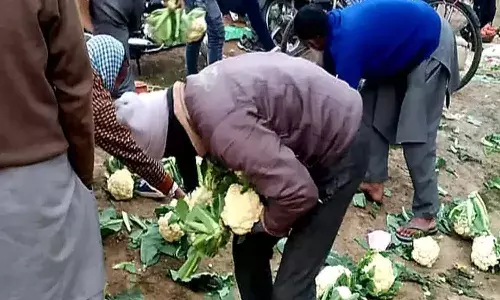 Angry farmer dumps 10 quintals of cauliflower on the road