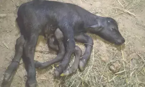Calf born with six legs in Andhra pradesh