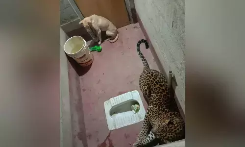 A Dog And A Leopard Stuck In Toilet For Hours