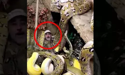 Man sits in area surrounded by several snakes