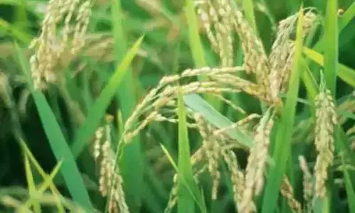 Tamil Nadu government announces Rs 12,110 crore farm loan waiver