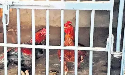 Pandem Kollu are put in a lockup in khammam