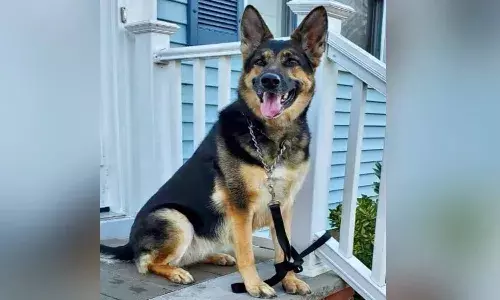 యజమానికి హార్ట్ ఎటాక్.. ఆ కుక్క ఏం చేసిందంటే..?