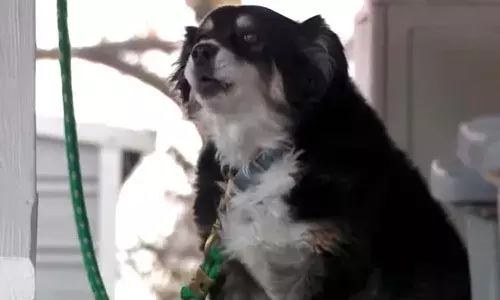 కుక్క పేరు మీద అన్ని కోట్ల ఆస్తి రాశారా..?