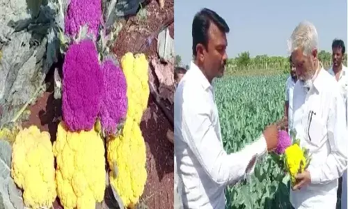 Nashik farmer cultivates high-nutrient, purple and yellow cauliflower