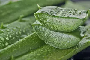 Aloe Vera Benefits Aloe Vera Benefits