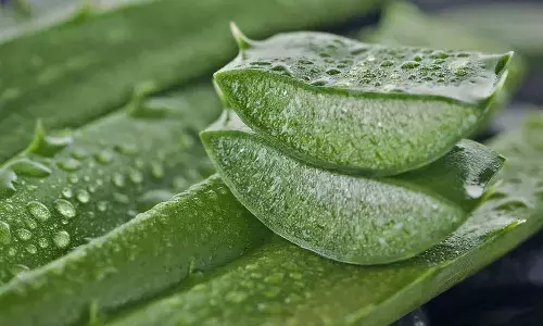 Aloe Vera Benefits