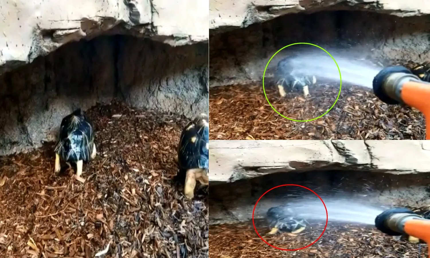 Video of Tennessee Aquariums shower dancing turtle goes viral