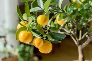 Many uses with lemon leaves Many uses with lemon leaves