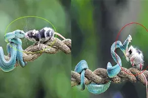 Rat killed by Snake in Indonesia Bekasi Forest. Rat killed by Snake in Indonesia Bekasi Forest.