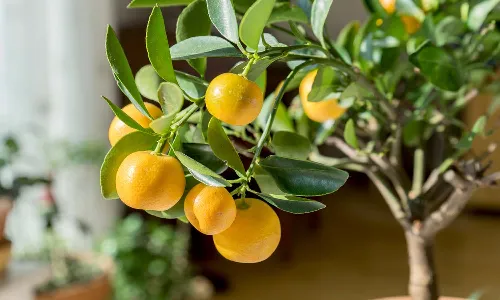 Many uses with lemon leaves