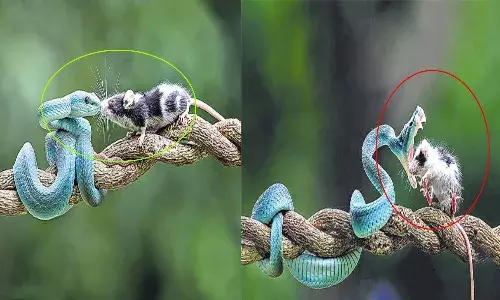 Rat killed by Snake in Indonesia Bekasi Forest.