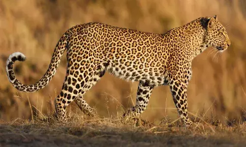 Cow Died after Leopard Attack at Mahabubnagar