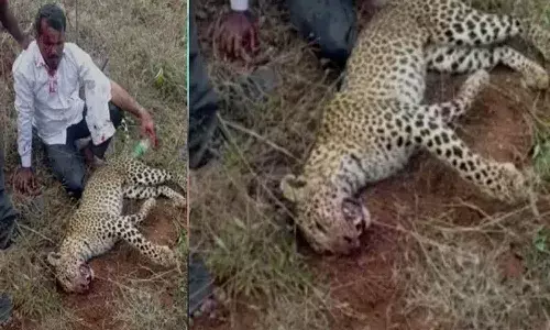 భార్య, కుమార్తె కోసం చిరుతపులితో పోరాటం.. చివరికి ఏమయిందంటే..