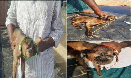 Baby goat born with one Eye