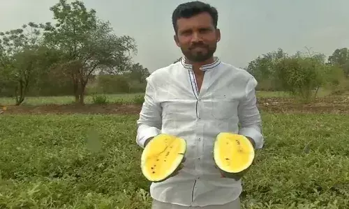 This Karnataka farmer is growing yellow watermelons scientifically