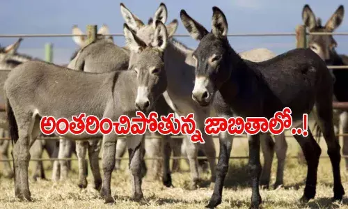 Donkey meat consumption in Andhra Pradesh rising as ‘aphrodisiac healer’