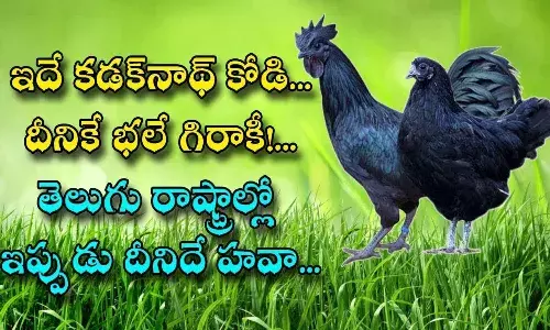 కడక్నాథ్ చికెక్కు భారీ డిమాండ్.. కిలోకు రూ.1200.. ఎందుకంత డిమాండ్..!
